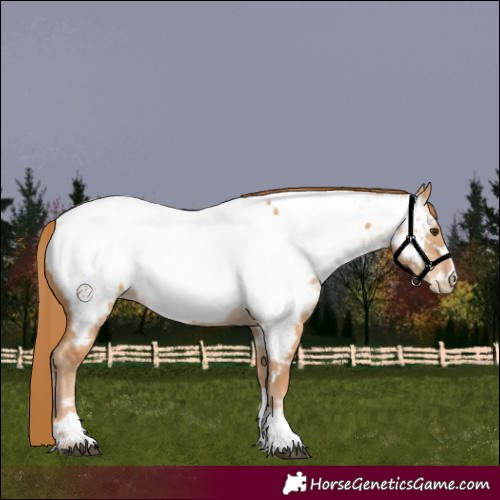 Horse Color:Red Dun Appaloosa 