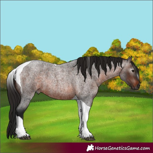 Horse Color:Gray Bay Roan Tobiano 