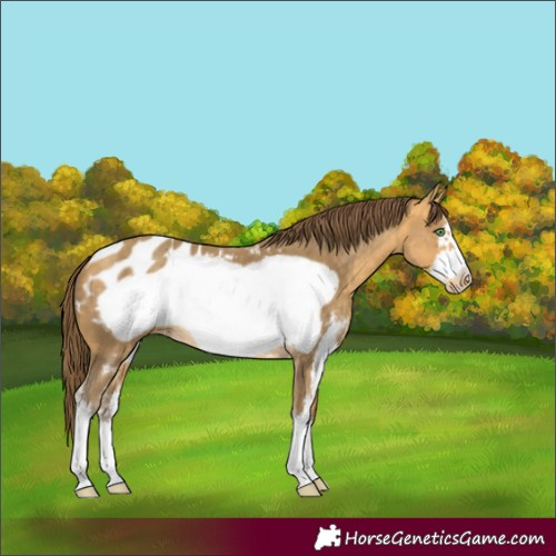 Horse Color:Amber Cream Champagne Sabino Frame Blanket 