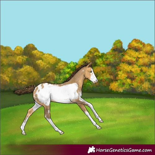 Horse Color:Amber Cream Champagne Sabino Frame Appaloosa 