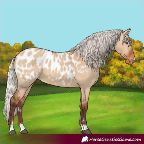 Horse Color:Silver Bay Dun Blanket