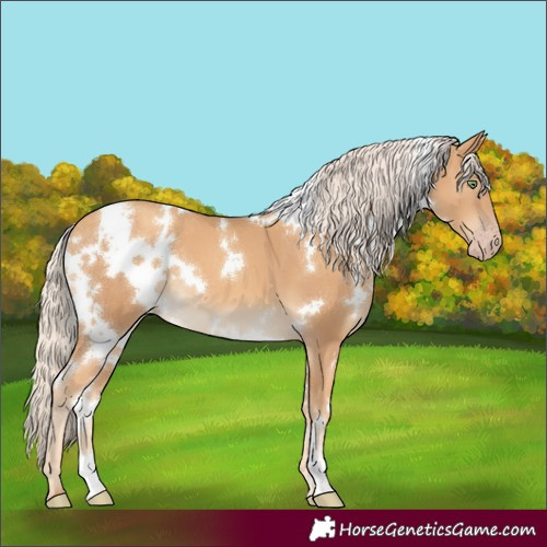 Horse Color:White Spotted Gold Cream Champagne