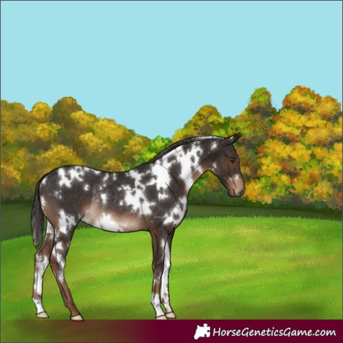 Horse Color:White Spotted Liver Chestnut Rabicano 
