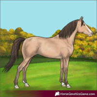 Horse Color:Amber Champagne Splash 