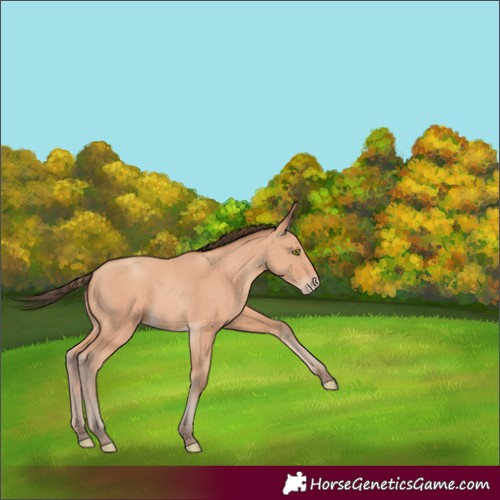 Horse Color:Amber Champagne 