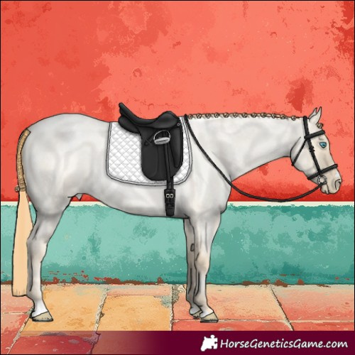 Horse Color:Amber Cream Champagne Roan Pearl Dun 