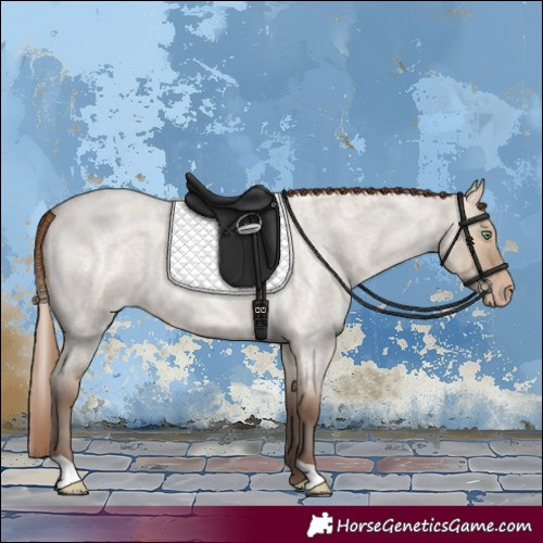 Horse Color:Amber Champagne Roan Dun Skewed Appaloosa