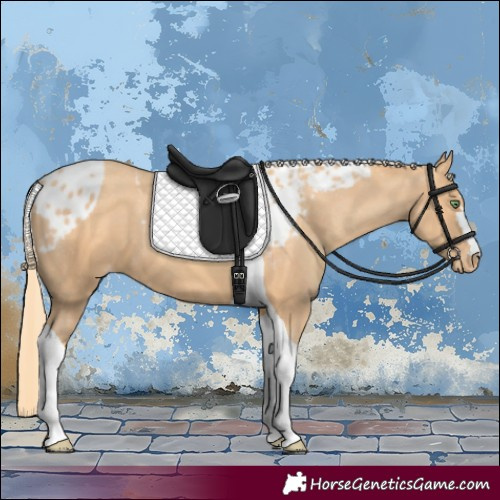 Horse Color:Gold Champagne Tobiano Skewed Appaloosa