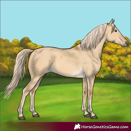 Horse Color:Palomino Dun 