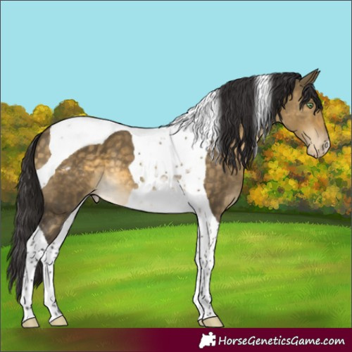 Horse Color:Buckskin Dun Tobiano Appaloosa 