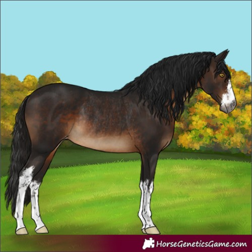 Horse Color:Gray White Spotted Bay Appaloosa Rabicano 