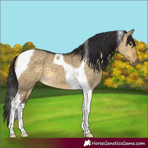 Horse Color:Buckskin Dun Tobiano 