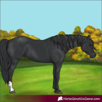 Horse Color:Black and Black
