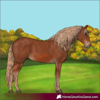 Horse Color:Chestnut Rabicano 