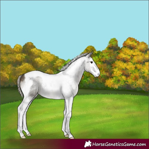 Horse Color:Silver Buckskin Sabino Splash Tobiano 