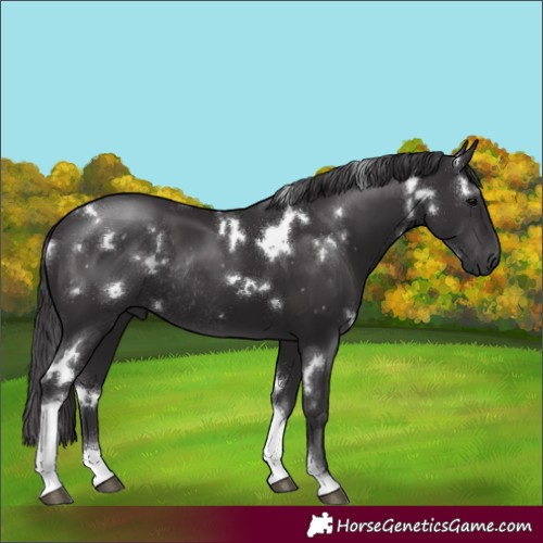 Horse Color:White Spotted Smoky Black Tobiano Rabicano 