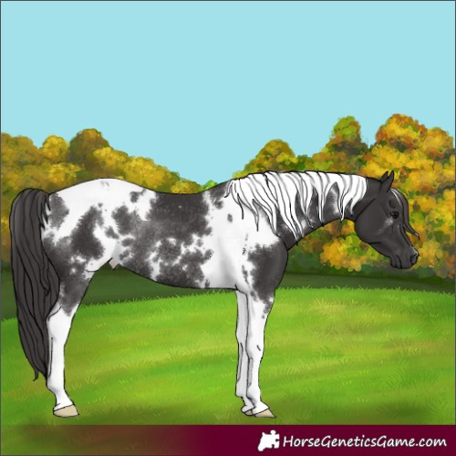 Horse Color:White Spotted Smoky Black Tobiano Rabicano 