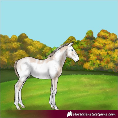 Horse Color:Smoky Creme Sabino Frame Rabicano 