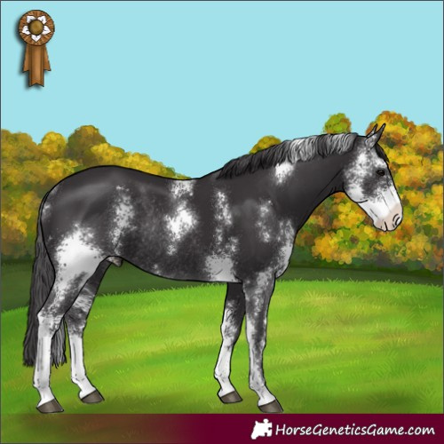 Horse Color:Smoky Black Sabino Rabicano 