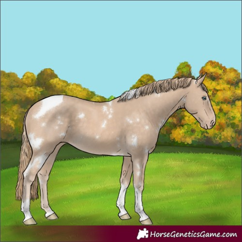 Horse Color:White Spotted Perlino Tobiano 