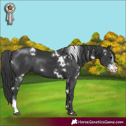 Horse Color:White Spotted Black Sabino Rabicano