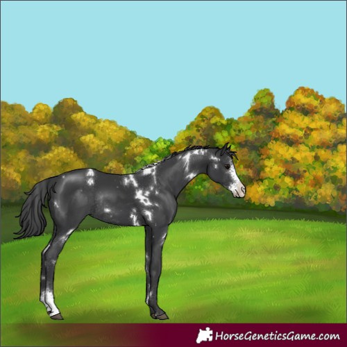 Horse Color:White Spotted Black Sabino Rabicano 