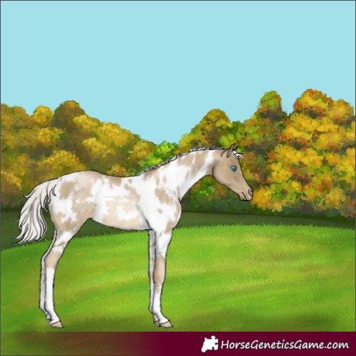 Horse Color:White Spotted Silver Smoky Black Pearl Rabicano 