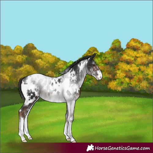 Horse Color:White Spotted Liver Chestnut Sabino Appaloosa 