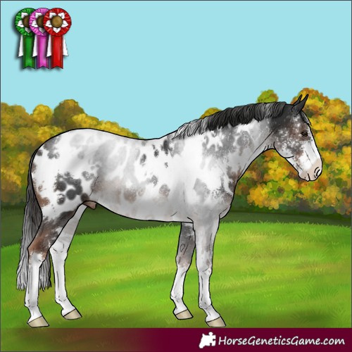 Horse Color:White Spotted Liver Chestnut Sabino Appaloosa