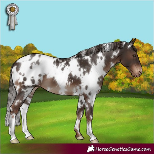 Horse Color:White Spotted Liver Chestnut Appaloosa