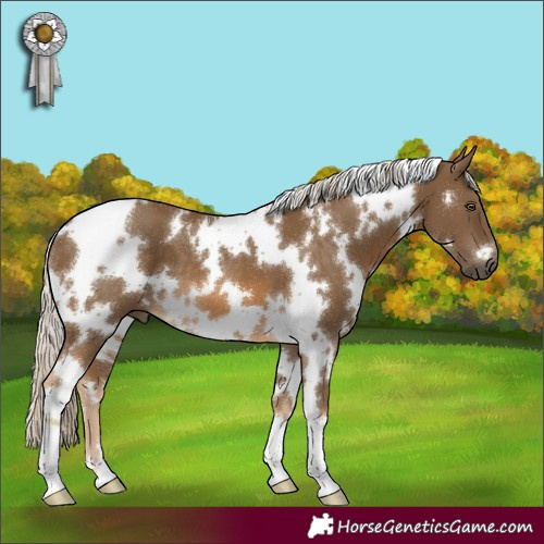 Horse Color:White Spotted Chocolate Palomino
