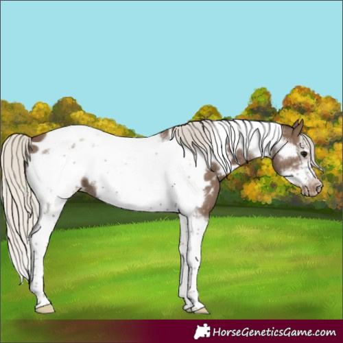 Horse Color:Silver Smoky Black Tobiano Frame Appaloosa