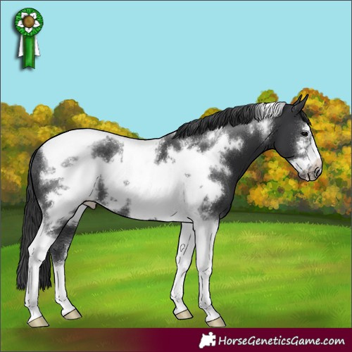 Horse Color:Black Sabino Tobiano Frame