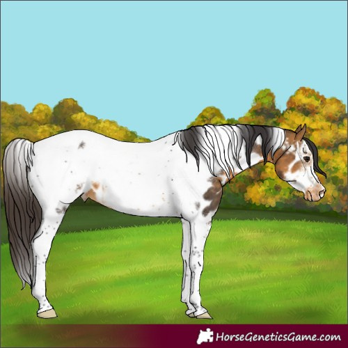 Horse Color:Buckskin Tobiano Frame Appaloosa 