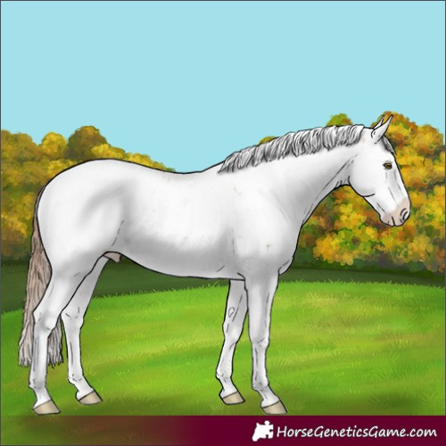 Horse Color:Brown Pearl Sabino Rabicano 