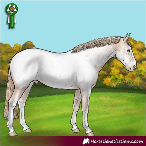 Horse Color:Perlino Sabino Appaloosa 