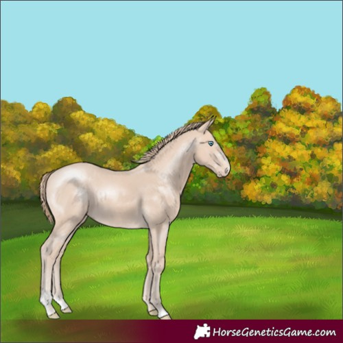 Horse Color:Perlino Sabino 