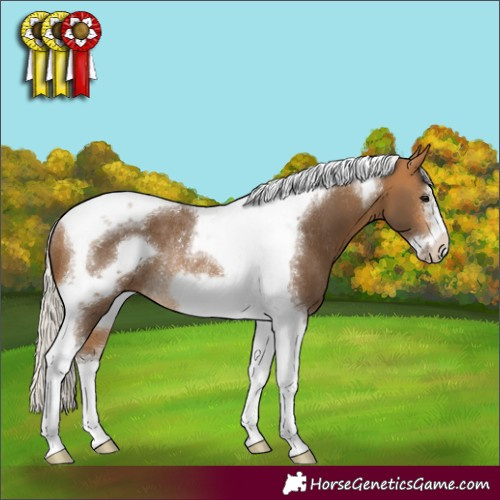 Horse Color:Silver Buckskin Tobiano Frame Rabicano 