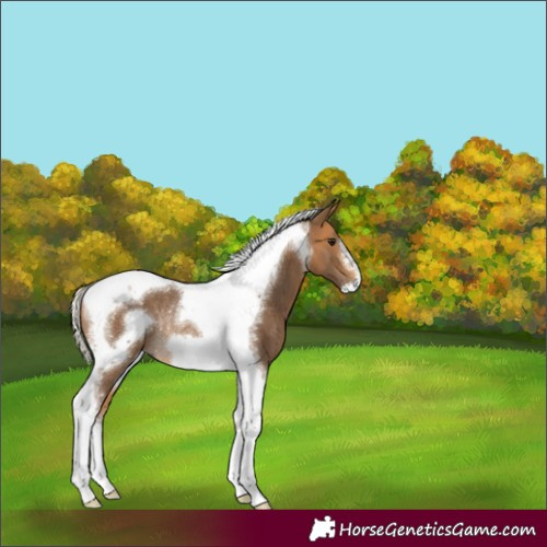 Horse Color:Silver Buckskin Tobiano Frame Rabicano