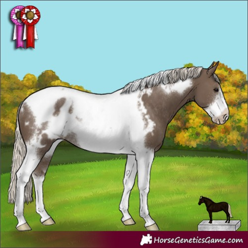 Horse Color:Silver Smoky Black Tobiano Frame Appaloosa Rabicano 