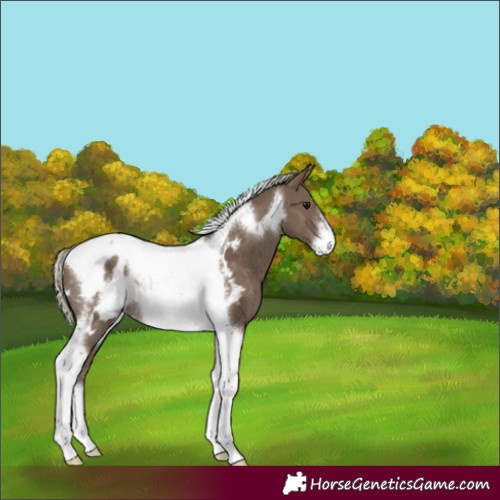 Horse Color:Silver Smoky Black Tobiano Frame Appaloosa Rabicano 