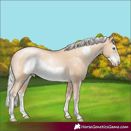 Horse Color:Silver Smoky Black Pearl Sabino Frame Rabicano 