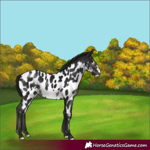 Horse Color:Gray Smoky Black Frame Appaloosa