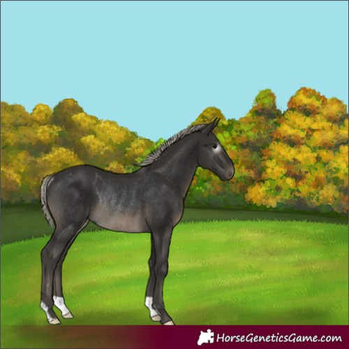 Horse Color:Gray Silver Smoky Black Rabicano 