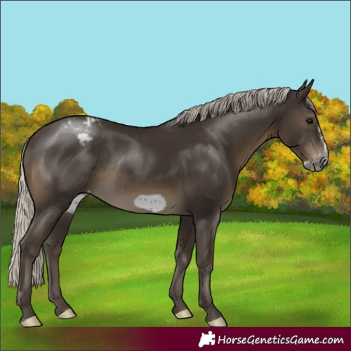 Horse Color:Gray Silver Smoky Black Frame Appaloosa Rabicano 