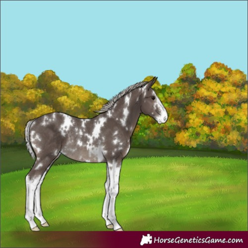 Horse Color:White Spotted Silver Black Sabino Splash Rabicano 