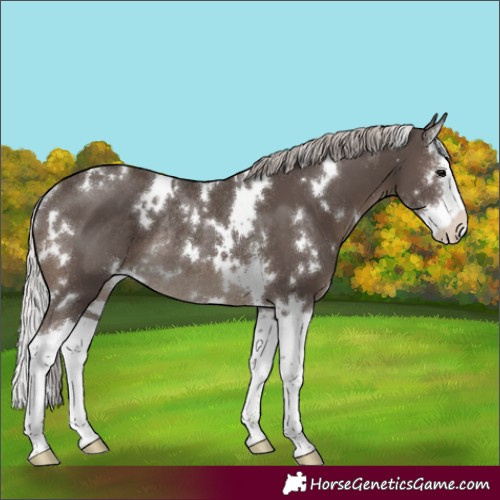 Horse Color:White Spotted Silver Black Sabino Splash Rabicano 