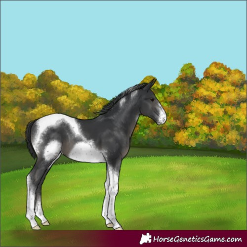 Horse Color:Black Tobiano Frame 