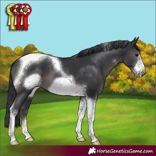 Horse Color:Black Tobiano Frame 