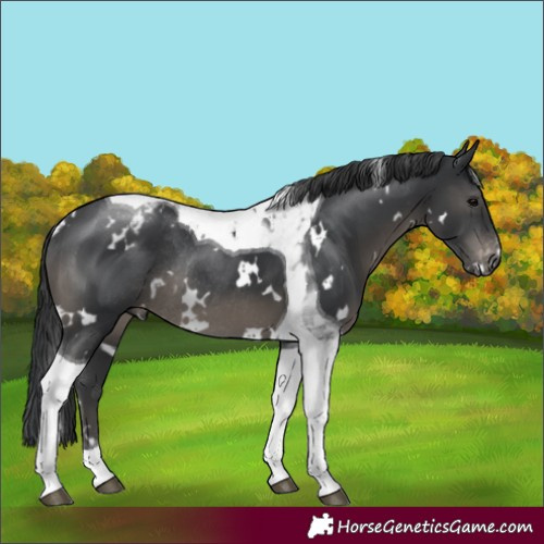 Horse Color:White Spotted Black Tobiano Appaloosa Rabicano 